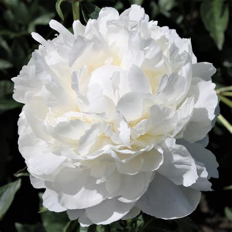 Hollingsworth Peonies White Frost
