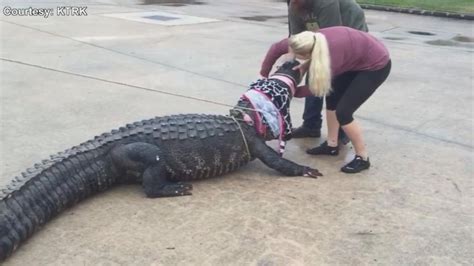 12 Foot Alligator Captured At Houston Area Shopping Center Abc News