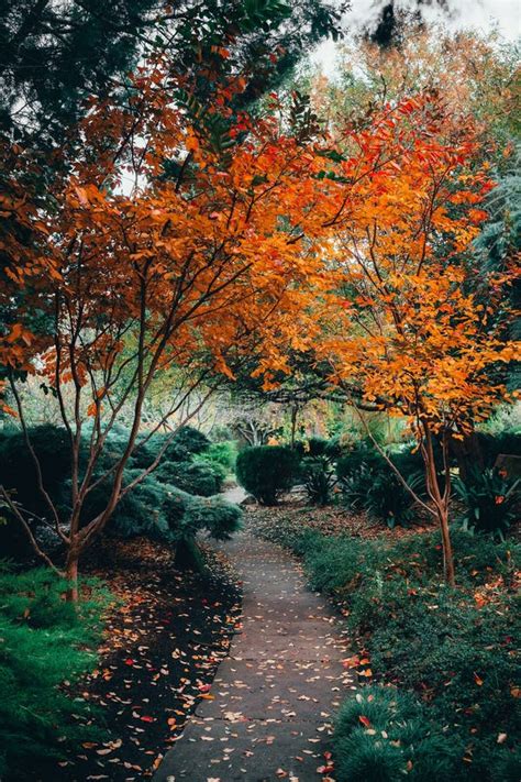 Beautiful View Of Mesmerizing Nature At Traditional Styled Japanese