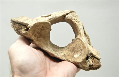 Cave Bear Atlas Bone Ursus Spelaeus 165mm Catawiki