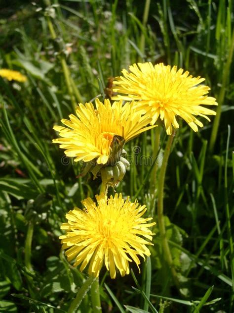 Three Beautiful Yellow Dandelions Meadow Flowers Close Up Delicate