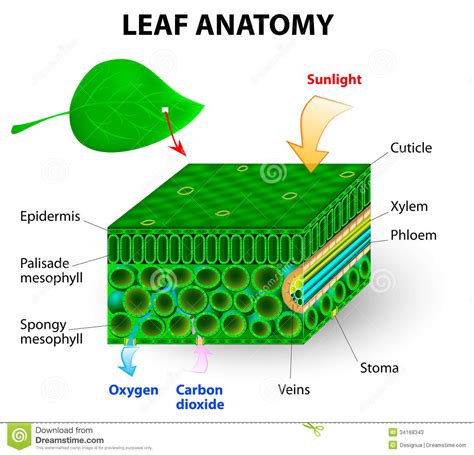 There are simple leaves, and leaves which are made up of leaflets. Leaf Anatomy Stock Photos - Image: 34168343