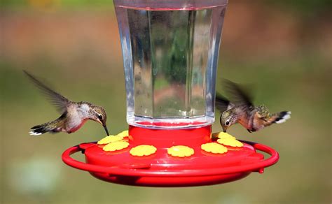 You should only make your hummingbird nectar with granulated white sugar. Hummingbird Food Recipe