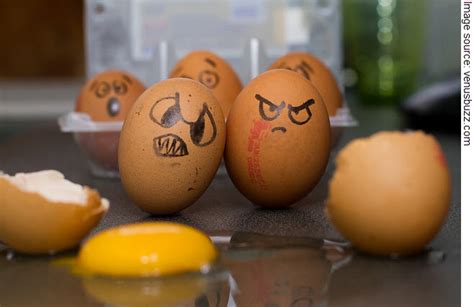 Bad Eggs Sheffield Wednesday Matchday Owlstalk Sheffield