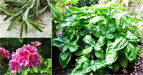 Check spelling or type a new query. 11 Plants That Repel Mosquitoes | How To Instructions