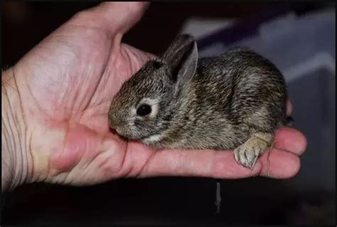 How To Tell How Old A Baby Rabbit Is Netherland Dwarf Rabbit