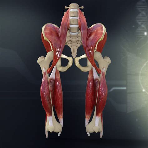 Human Pelvis Muscle Bone Anatomy Musclebonepelvismodel Pelvis