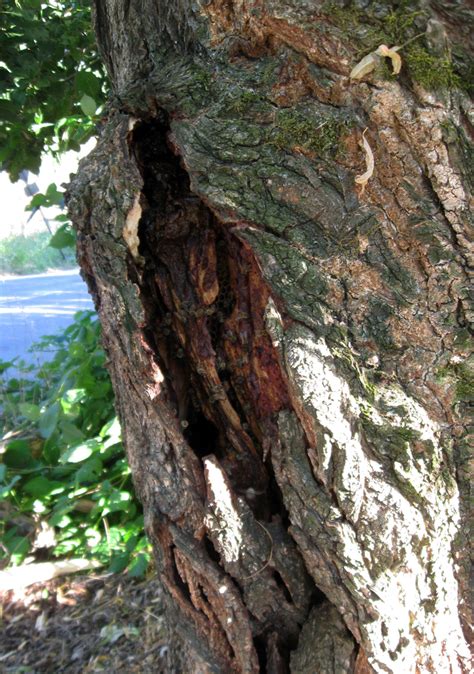 This spring, bees swarmed to my oak tree and moved into a hole in a limb. DryStoneGarden » various critters