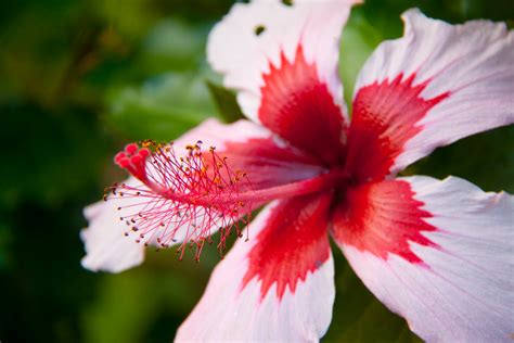 Red White Hibiscus Flower Limahuli Gardens Kauai Hawaii Flickr