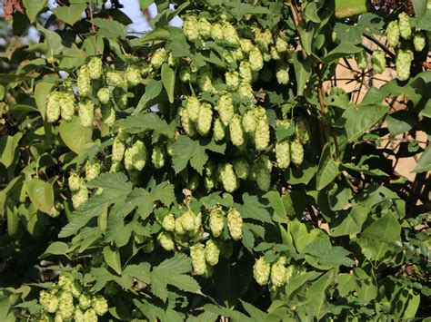 Check spelling or type a new query. Hopfen Im Garten / Hopfen So Begrunen Sie Ihre Pergola ...