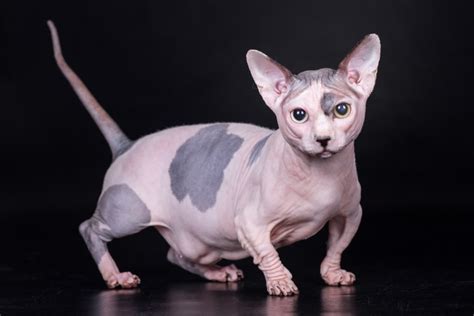 bambino cat hairless sphynx and munchkin cat mix info pictures characteristics and facts hepper