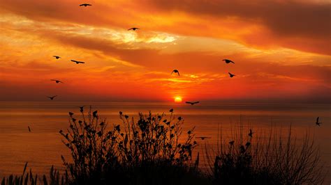 3840x2160 Ocean Sky Birds Flying Towards Sunset 4k 4k Hd 4k Wallpapers