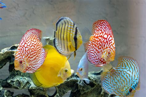 Discus Fish Aquarium Free Photo On Pixabay Pixabay