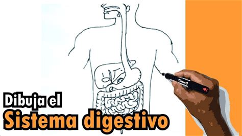 Como Dibujar El Sistema Digestivo Paso A Paso Y Muy Facil Dibujos