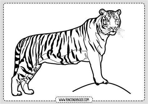 Tigre Selva Dibujo Colorear Rincon Dibujos