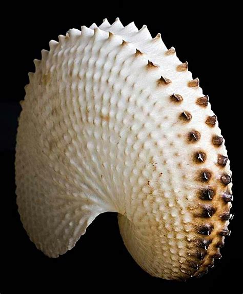 Paper Nautilus Shell Argonaut Sea Shells Shells Nautilus