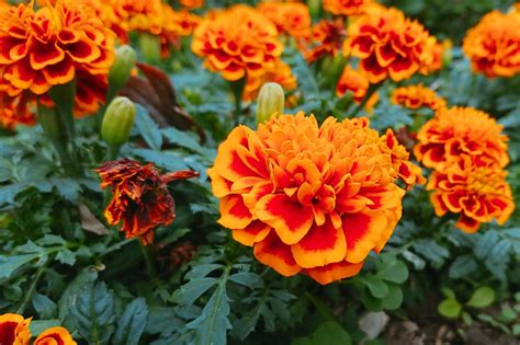 12 Orange Flowers To Grow In Your Garden