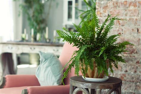 5 Indoor Plants Guaranteed To Boost Your Wellbeing