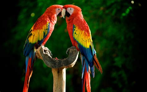 Animal Scarlet Macaw Hd Wallpaper