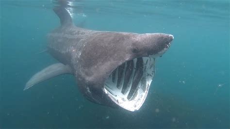 Kayakers Close Encounter With Rare Giant Shark Is Surreal Basking Shark Shark Shark Photos