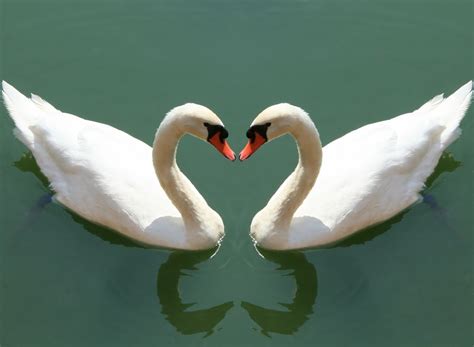 Swans Love Wallpapers High Quality Download Free