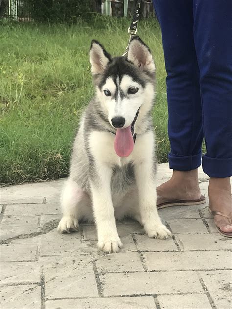 Sharing My 3 Month Old Puppy Shes Amazing Rsiberianhusky