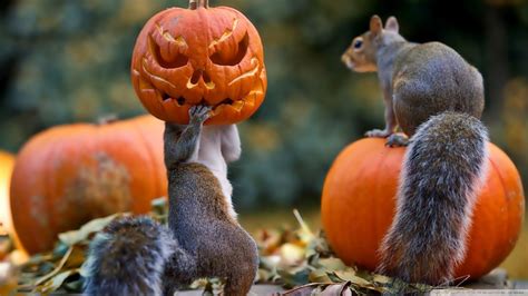 Funny Halloween Animals Wallpapers Top Free Funny Halloween Animals
