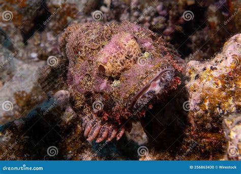 Stonefish Swimming Around A Sharp Textured Coral Reef Under The Sea