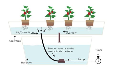 Ebb And Flow Flood And Drain Hydroponic System
