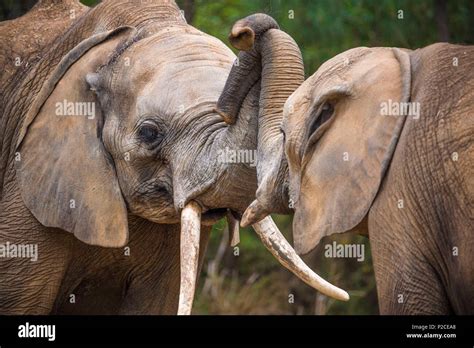 France, Sarthe, La Fleche, La Fleche Zoo, African elephants (Loxodonta