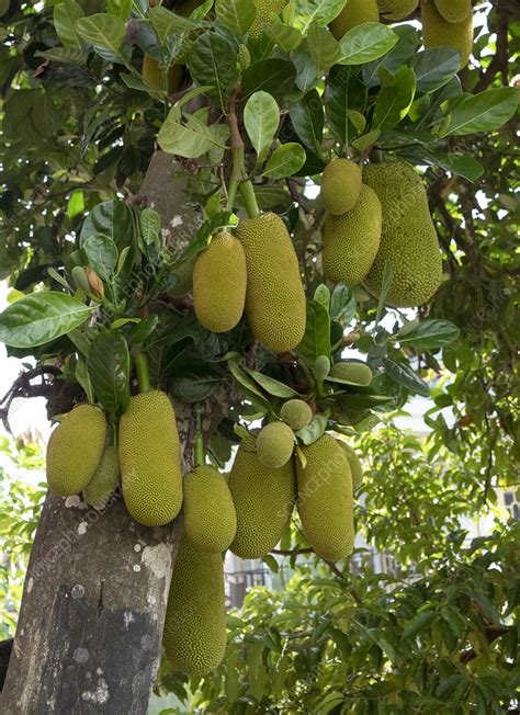 Jackfruit Tree Artocarpus Heterophyllus Stock Image C0468657