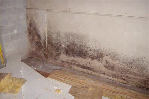 Follow this advice to prevent mold growth in your. black mold in basement apartment