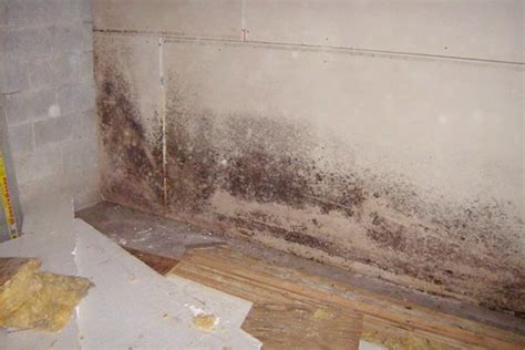 If you cant see mold, but have a heavy musty odor, that may be indicating the mold is growing inside your air ducts, behind your drywall or paneling, or under carpeting. black mold in basement apartment
