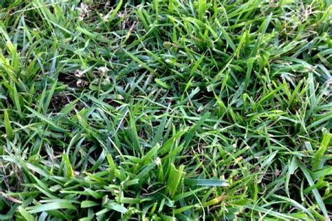 Best Drought Resistant Grass For Utah