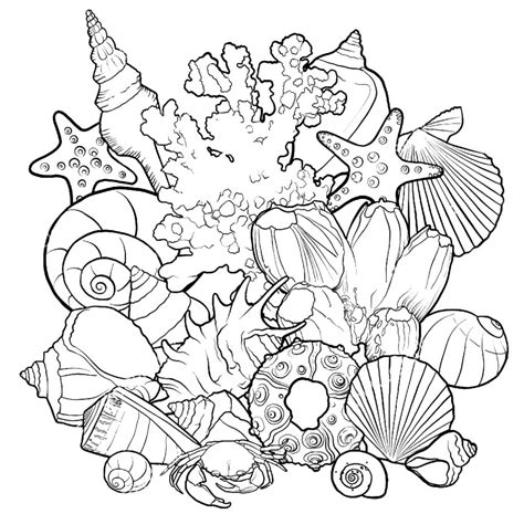 Seashells Coloring Pages