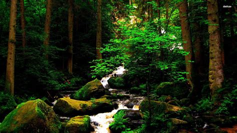 Forest Stream Wallpapers Top Free Forest Stream Backgrounds