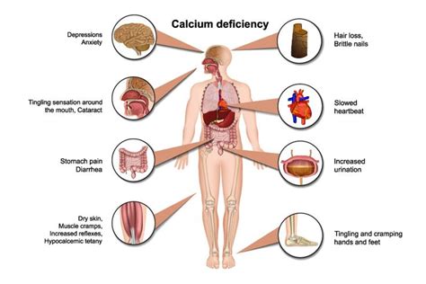 role of calcium in human body calcium deficiency calcium supplements vitamin supplements