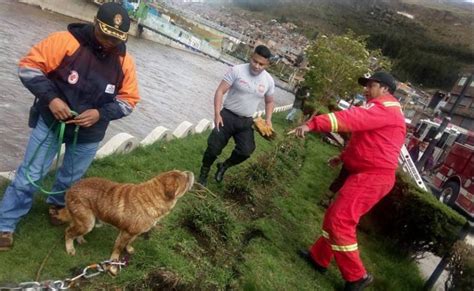 Policías Y Bomberos Rescatan A Perro Que Casi Es Arrastrado Por Un Río