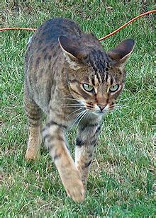 In contrast to other cat breeds, the bengal may also love being around and playing with water. Ocicat - Simple English Wikipedia, the free encyclopedia