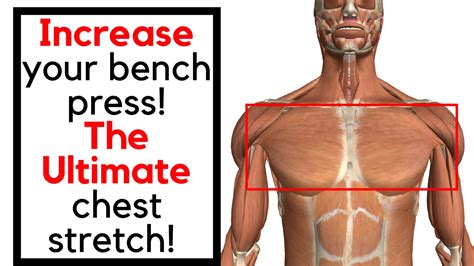 How To Stretch Your Upper Body Chest Muscle Pectoralis Minor