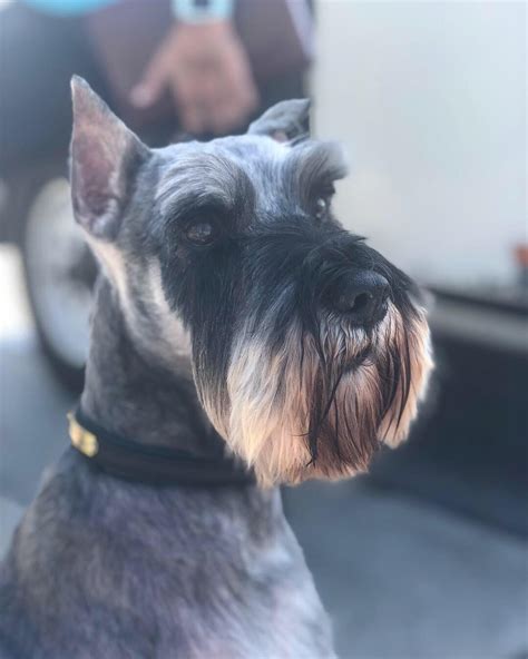 Top 90 Pictures Pictures Of Miniature Schnauzers Haircuts Latest