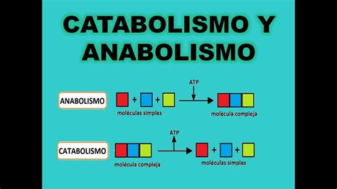Catabolismo Y Anabolismo Youtube