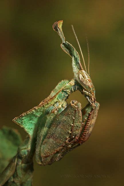 Macro Photos Creepy And Cool Alien Looking Bugs Cool Insects Bugs
