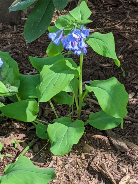 Mertensia Virginica Mertensia Virginia Bluebells Virginia Cowslip