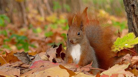 Squirrel In Autumn Animal Wildlife Squirrel Autumn Leaves Hd