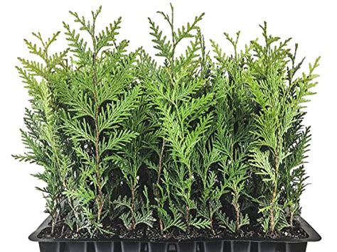Best Spacing For Thuja Green Giant 2024 Updated Just A Taste