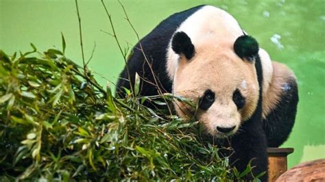 China Buat Teknologi Untuk Proses Pengembangbiakan Panda Raksasa