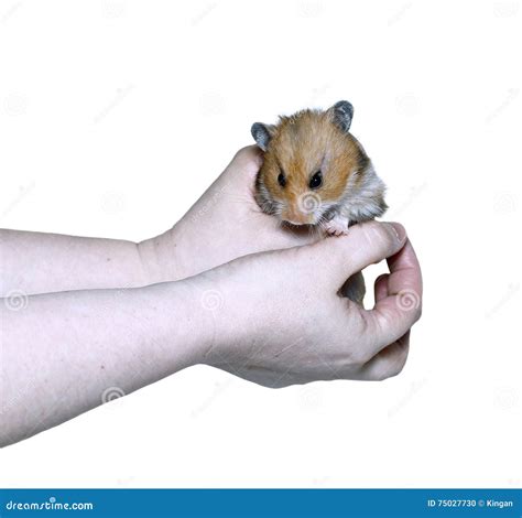 Brown Syrian Hamster In Hand Isolated Stock Photo Image Of Brown
