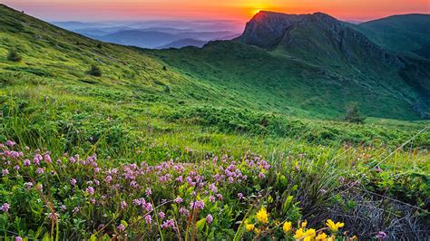 Landscape Mountain Meadow With Flowers And Green Grass Rocky Mountain
