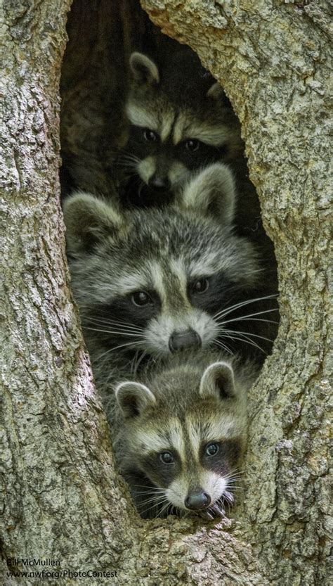 During those three months, you may see more raccoon activity during the day than during the rest of the year. It's International Raccoon Appreciation Day! How to keep ...